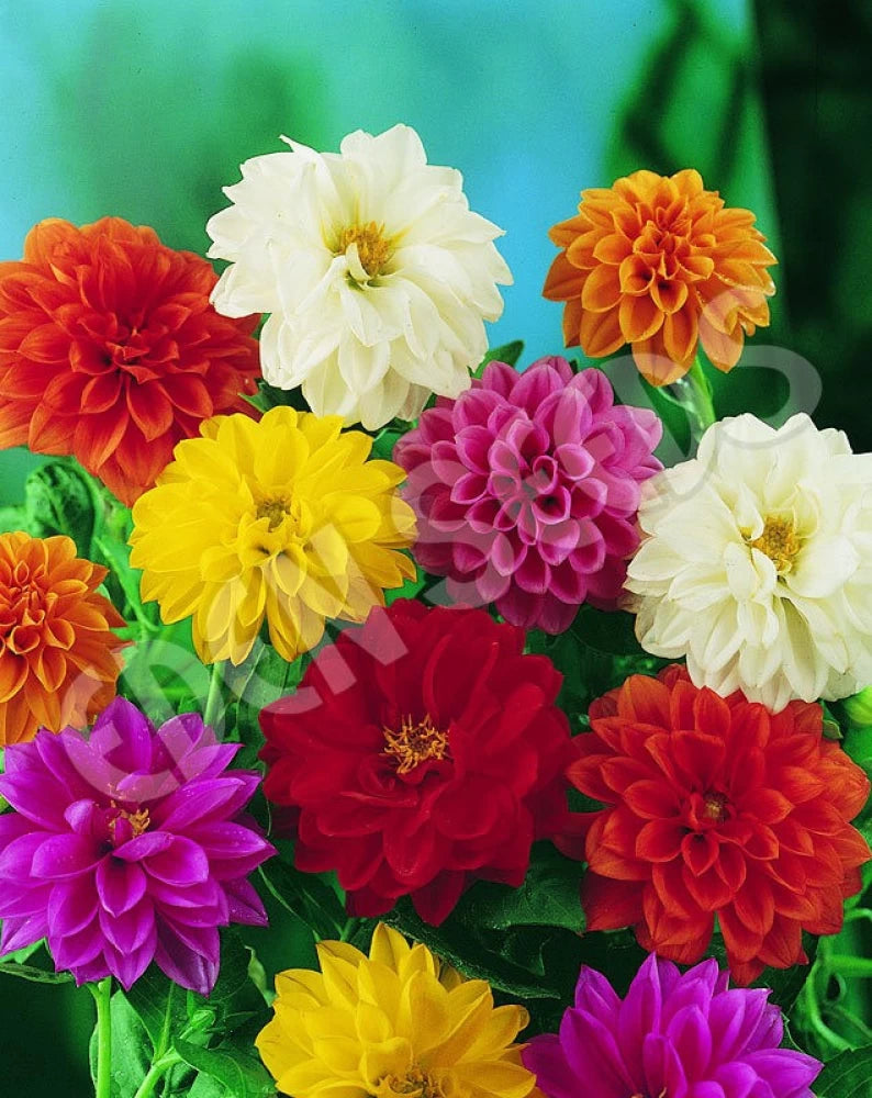 Pastel Promenade Dahlia Mixture